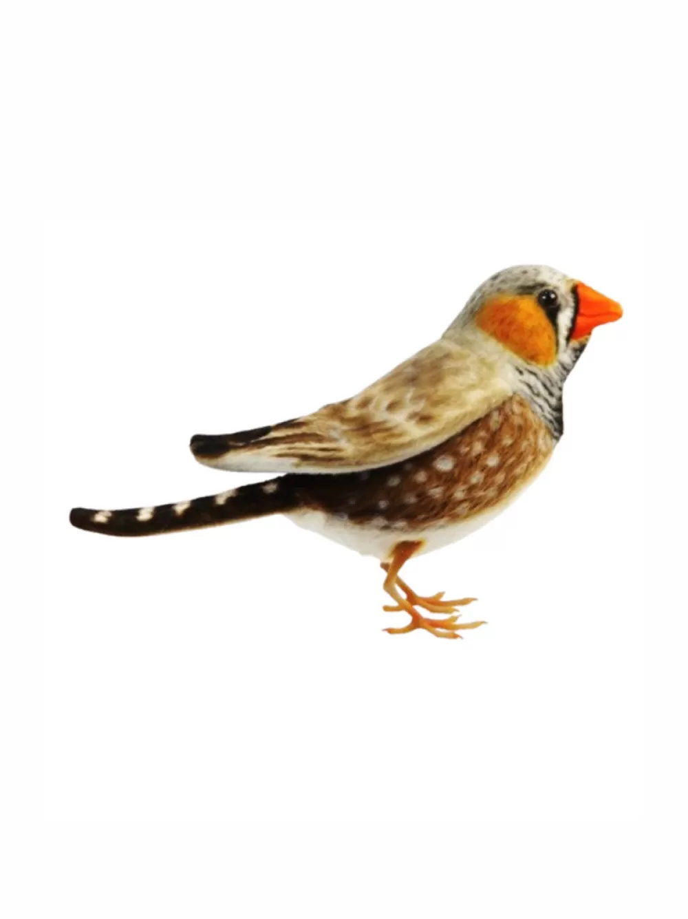 Banjo | Zebra Finch>The Teddy Bear Shop Hot